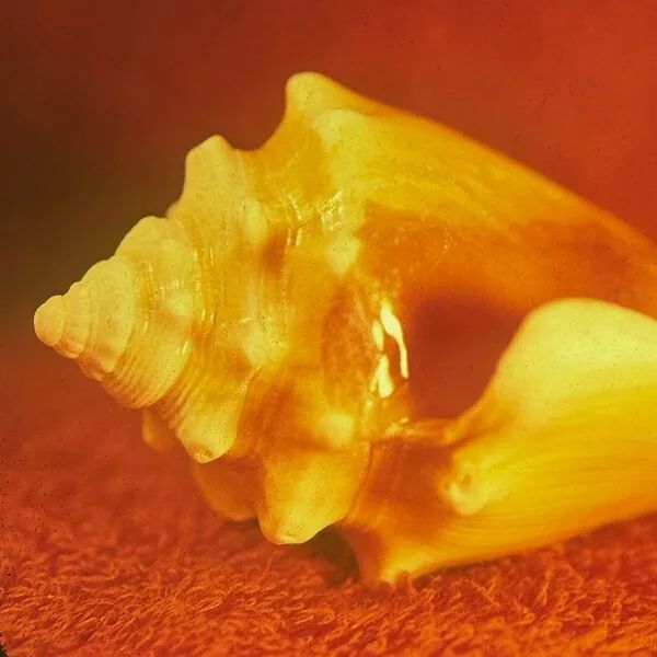 * PREORDER * ALLAH-LAHS - Sirenas LP (colour vinyl)