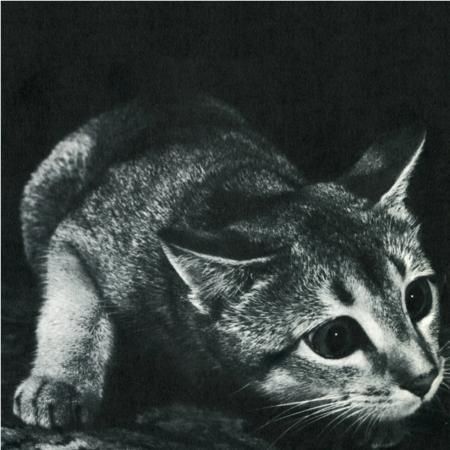 CINDY - s/t LP